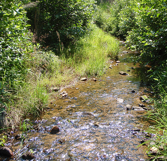 Small Woodland Stream